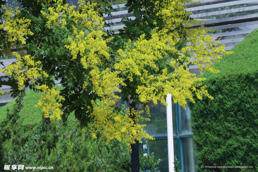 栾树花 