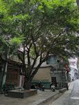 大树