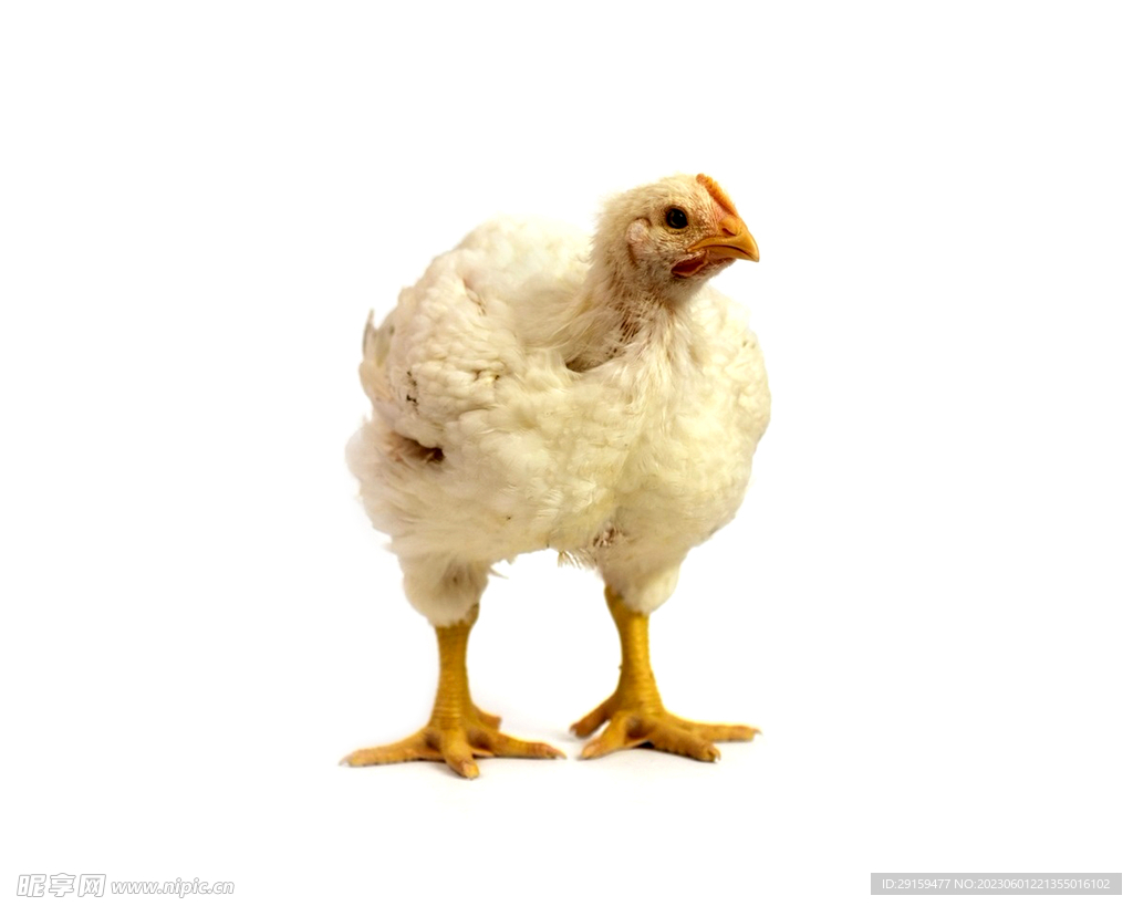 鸡