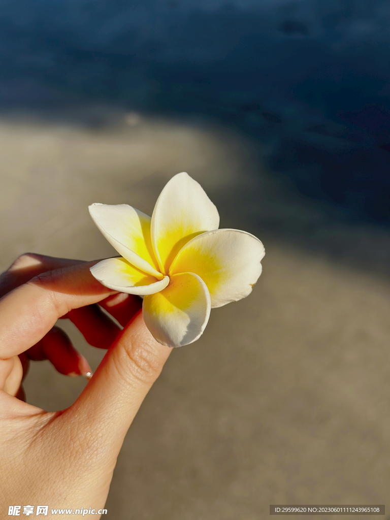 鸡蛋花