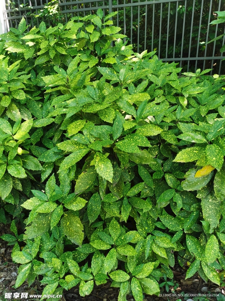 花叶青木