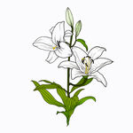  百合花 