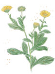 黄盏花 
