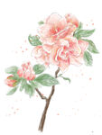 杜鹃花 