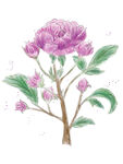   蔷薇花