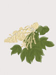 梧桐花