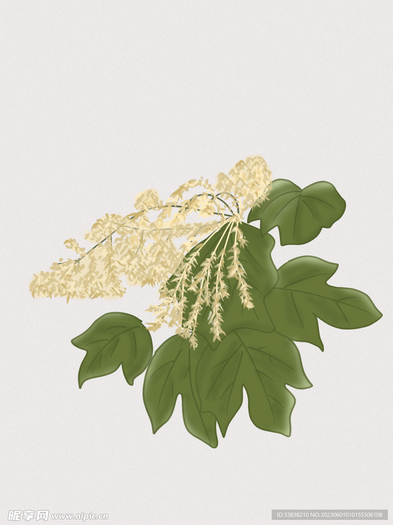 梧桐花