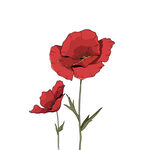 芍药花 