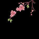 花卉