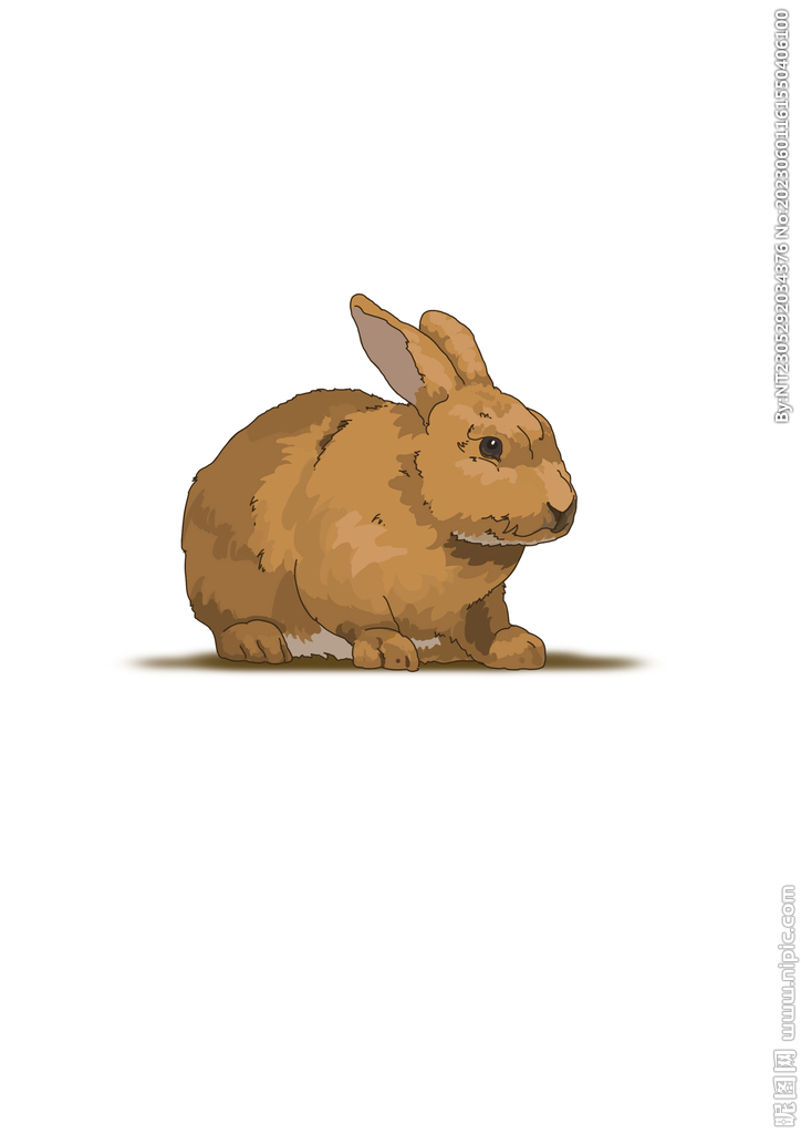 兔子手绘