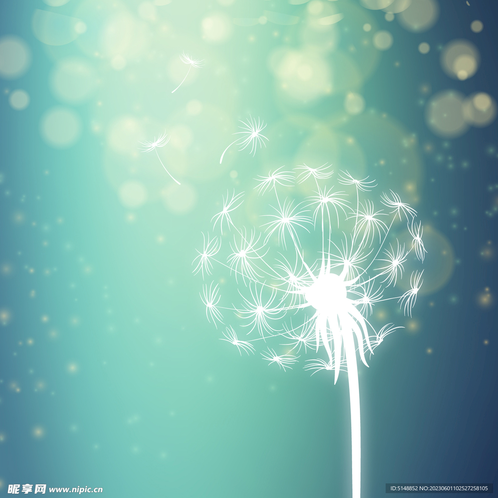 蒲公英