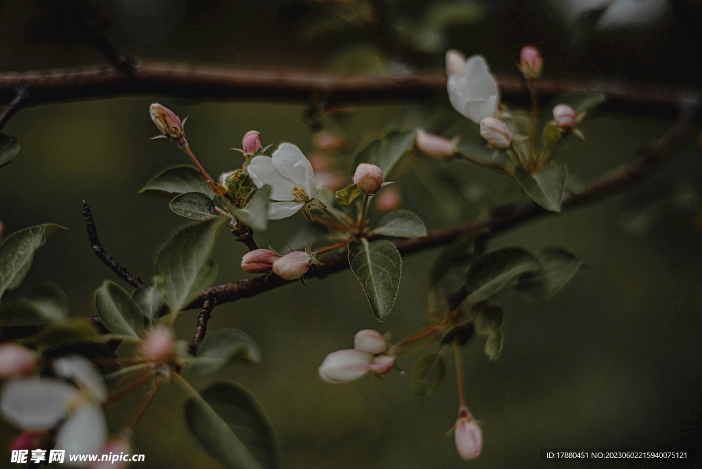 山荆子花