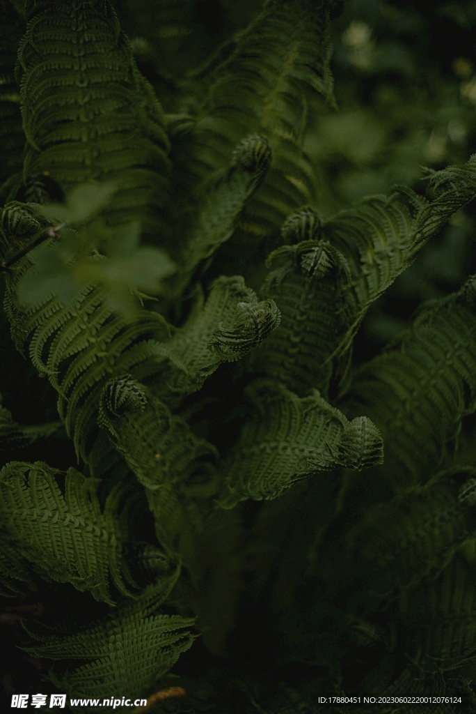 蕨类植物