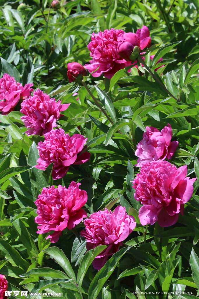 芍药花  