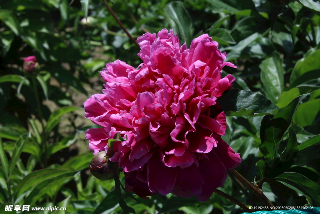 芍药花