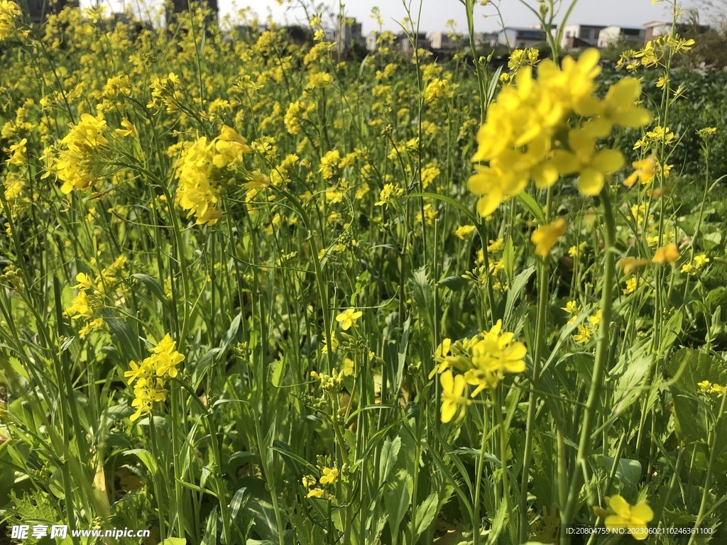 油菜花海