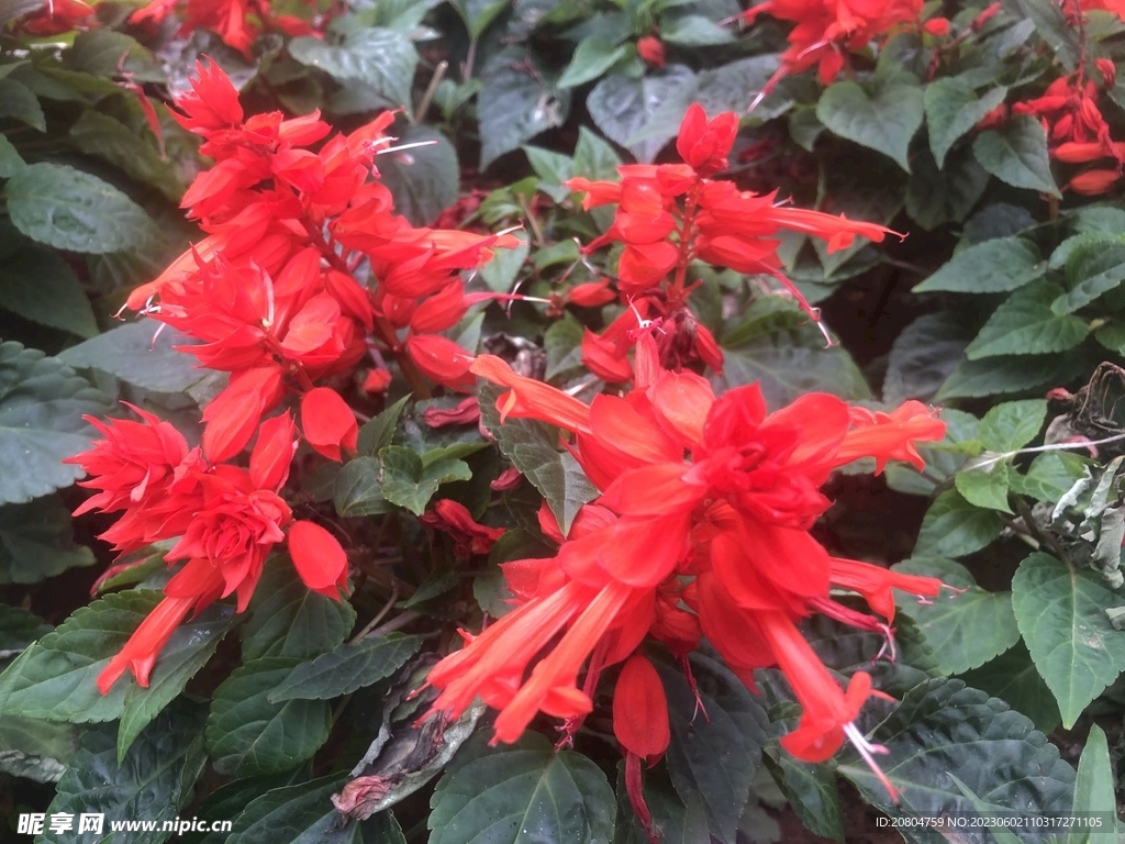 花
