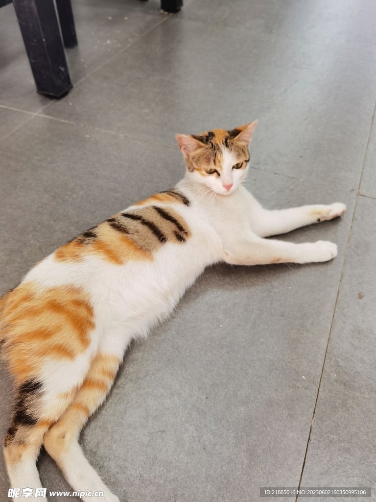 小猫