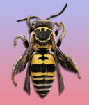 蜜蜂高清图 PSD 72DPI