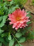 地瓜花