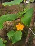 黄瓜花