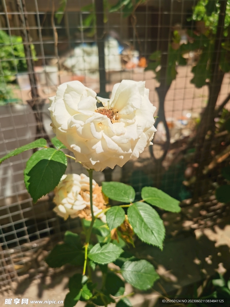 月季