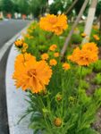 金鸡菊