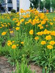 金鸡菊