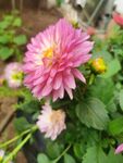 地瓜花