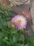 地瓜花