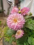 地瓜花