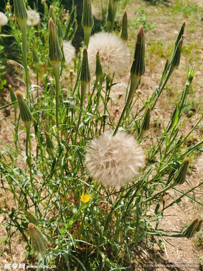 黄花婆罗门参