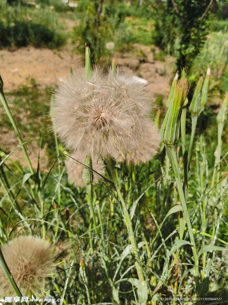 黄花婆罗门参