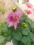 地瓜花