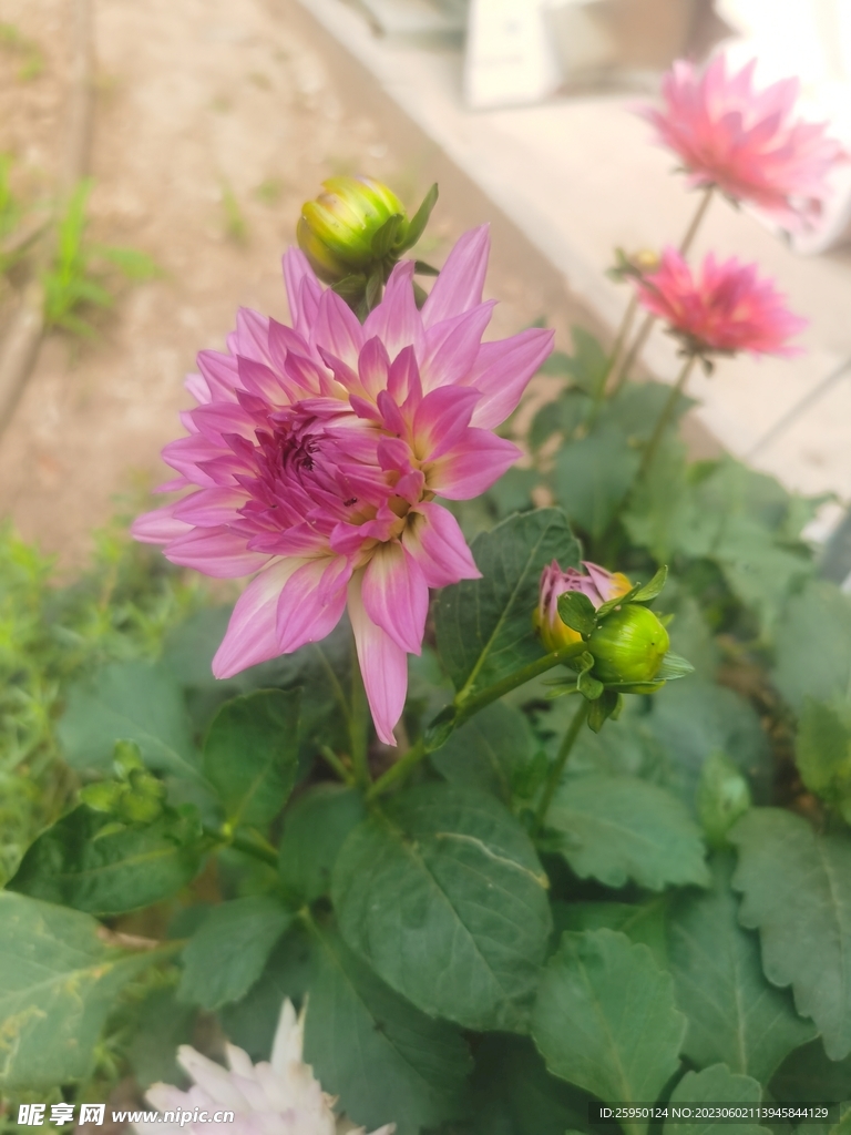 地瓜花