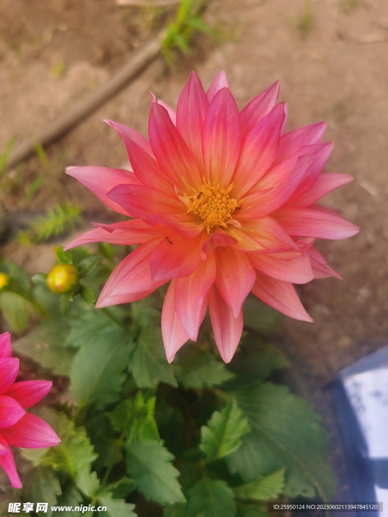 地瓜花