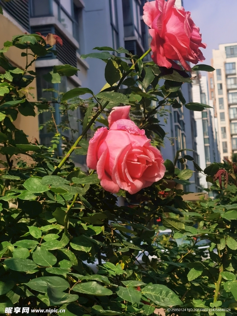 月季