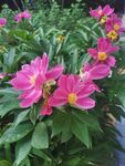 芍药