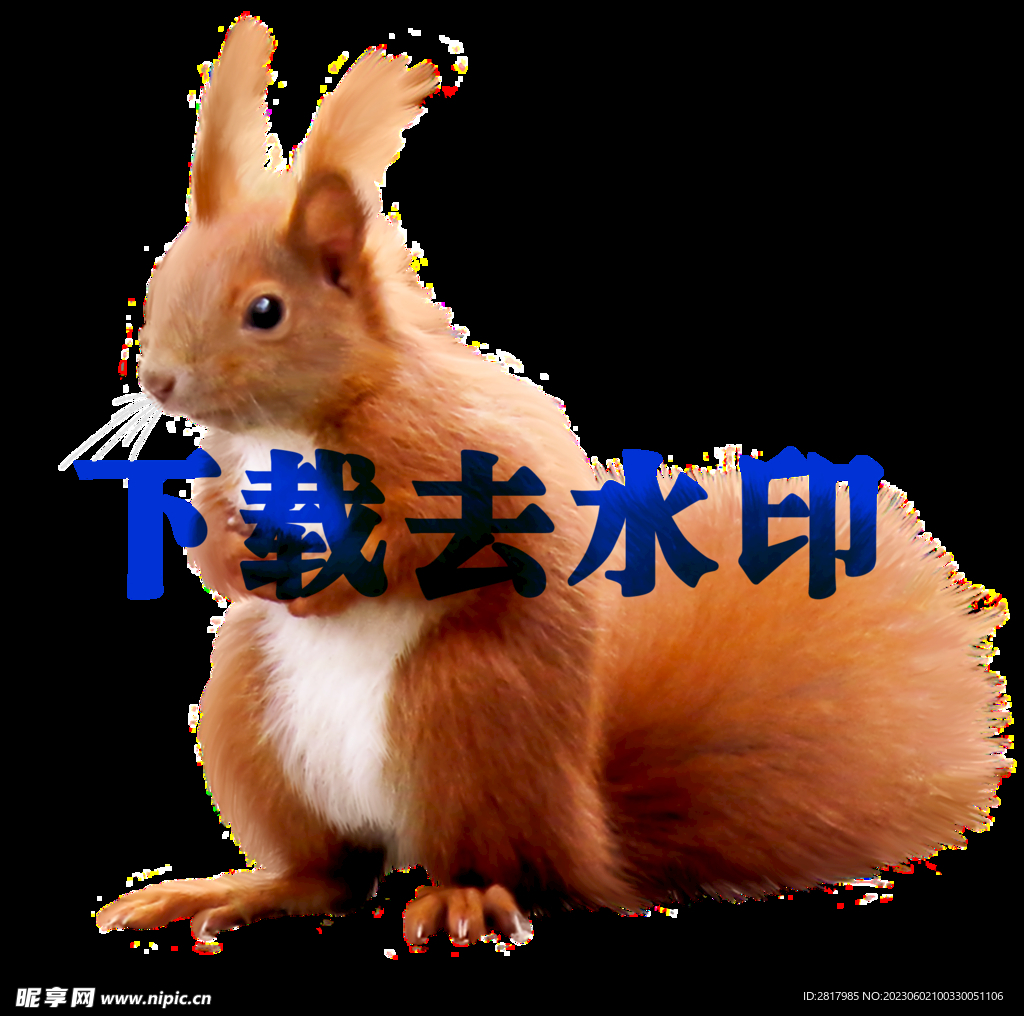 小松鼠高清PNG透明背景