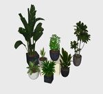 盆栽植物模型