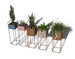 植物架和植物模型