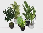 盆栽植物模型