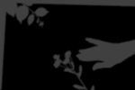 花纹 