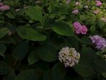 绣球花