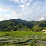 稻田