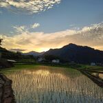 夕阳稻田