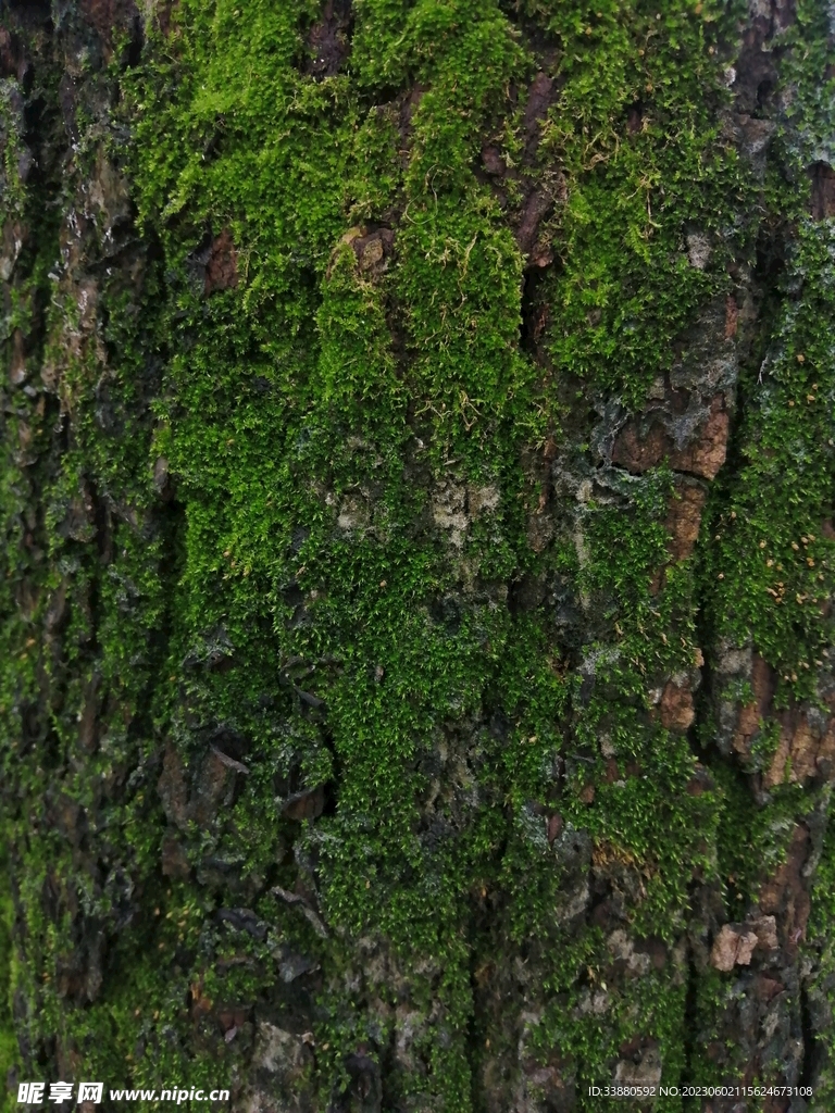 树身苔藓