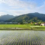 青山绿水