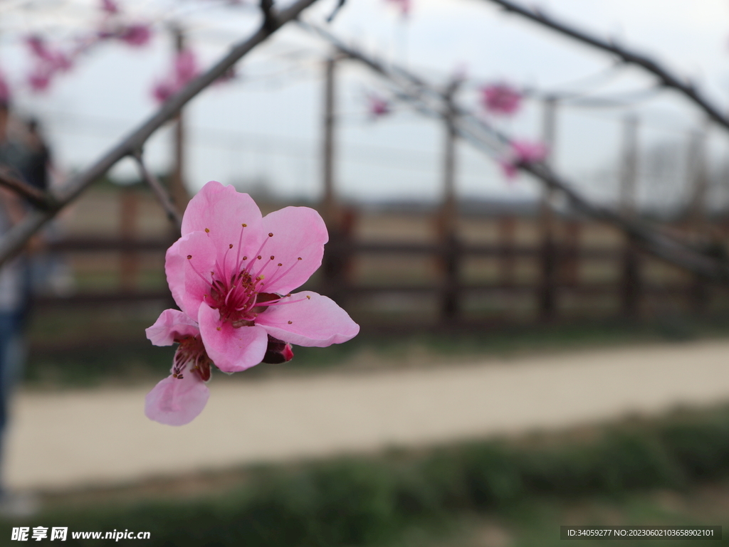 桃花