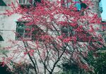 墙边樱桃树